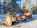 Катание на северных оленях - Подарочные сертификаты и подарки-впечатления | Интернет-магазин Fun-Berry, Екатеринбург
